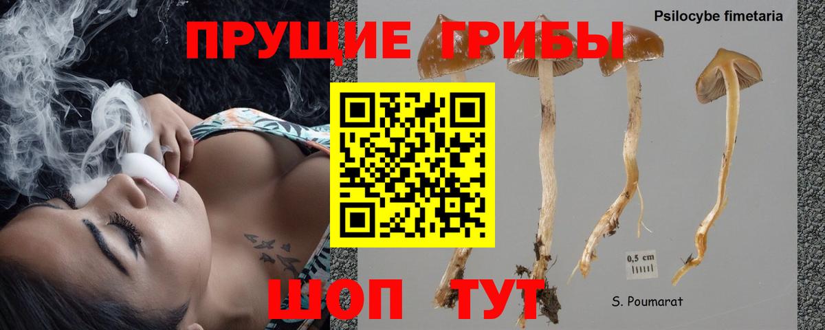 Галлюциногенные грибы Psilocybine cubensis Ейск